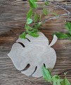Monstera
